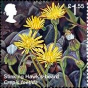 Stinking Hawk's-beard (Crepis foetida)