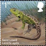 Sand Lizard (Lacerta agilis)