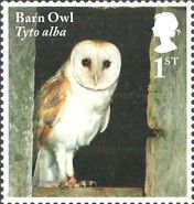 Barn Owl (Tyto alba)