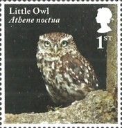 Little Owl (Athene noctua)
