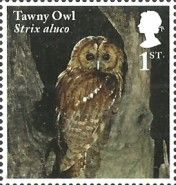 Tawny Owl (Strix aluco)