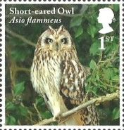 Short-eared Owl (Asio flammeus)