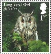 Long-eared Owl (Asio otus)