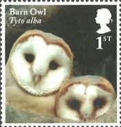 Barn Owl Chicks (Tyto alba)