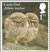 Little Owl Chicks (Athene noctua)