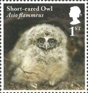 Short-eared Owl Chick (Asio flammeus)