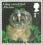 Long-eared Owl Chick (Asio otus)