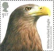 White-tailed Eagle (Haliaeetus albicilla)
