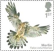 Merlin (Falco columbarius)