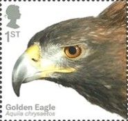 Golden Eagle (Aquila chrysaetos)