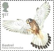 Eurasian Kestrel (Falco tinnunculus)