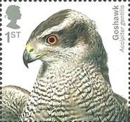 Northern Goshawk (Accipiter gentilis)