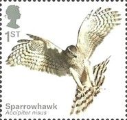 Eurasian Sparrowhawk (Accipiter nisus)