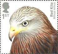 Red Kite (Milvus milvus)