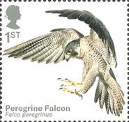 Peregrine Falcon (Falco peregrinus)