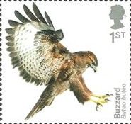 Buzzard (Self Adhesive)