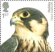 Eurasian Hobby (Falco subbuteo)
