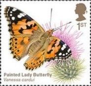 Painted Lady (Vanessa cardui)