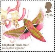 Elephant Hawk Moth (Deilephila elpenor)
