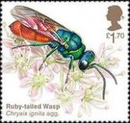 Ruby-Tailed Wasp (Chrysis ignita agg.)