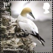 Northern Gannet (Morus bassanus)