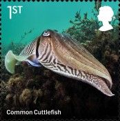 Common Cuttlefish (Sepia officinalis)
