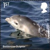 Atlantic Bottlenose Dolphin (Tursiops truncatus)