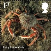 Spiny Spider Crab (Maja squinado)