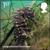 Long-Snouted Sea Horse (Hippocampus guttulatus)