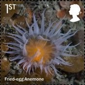 Fried Egg Anemone (Actinothoe sphyrodeta)