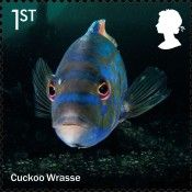 Cuckoo Wrasse (Labrus mixtus)