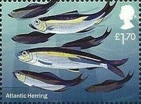 Atlantic Herring (Clupea harengus)