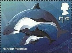 Harbour Porpoise (Phocoena phocoena)