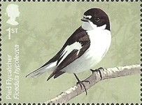 Pied Flycatcher (Ficedula hypoleuca)