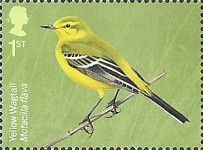 Yellow Wagtail (Motacilla flava)