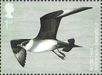 Arctic Skua (Stercorarius parasiticus)