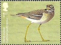 Stone-curlew (Burhinus oedicnemus)