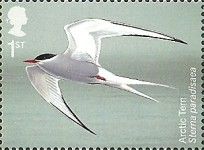 Arctic Tern (Sterna paradisaea)