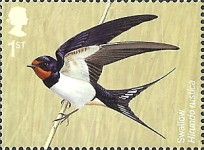Swallow (Hirundo rustica)