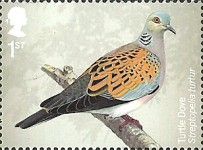 Turtle Dove (Streptopelia turtur)
