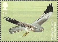 Montagu’s Harrier (Circus pygargus)