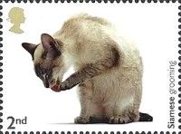 Siamese Grooming