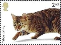 Tabby Stalking