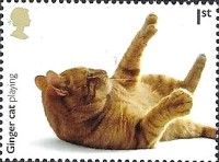 Ginger Cat Playing