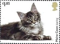 Maine Coon Staring