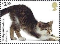 Tabby-and-White Stretching