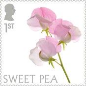 Sweet pea