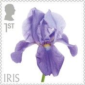 Iris