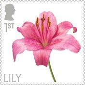 Lily