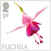 Fuchsia